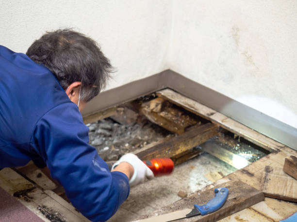 Best Affordable Mold Removal  in Morrisonvle, IL