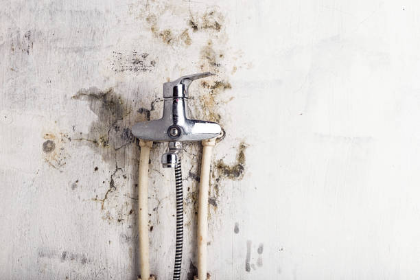 Best Emergency Mold Removal  in Morrisonvle, IL