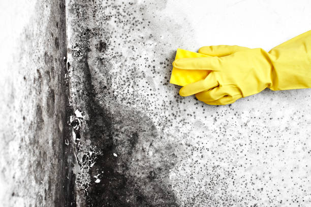 Best Home Mold Removal  in Morrisonvle, IL
