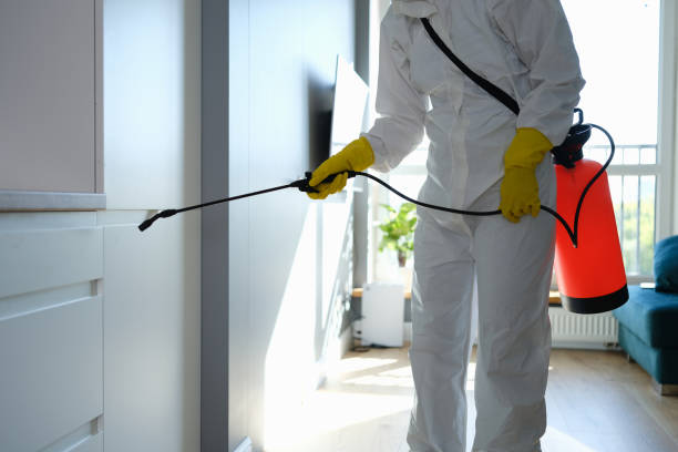 Best Mold Removal Company Near Me  in Morrisonvle, IL