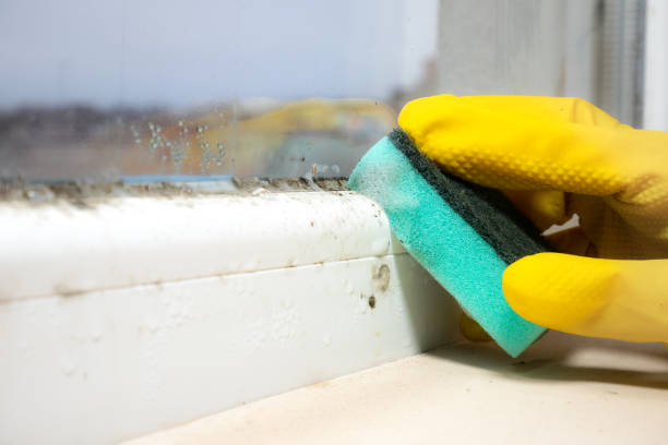 Best Mold Testing  in Morrisonvle, IL