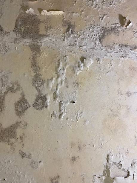 Morrisonville, IL Mold Removal Company