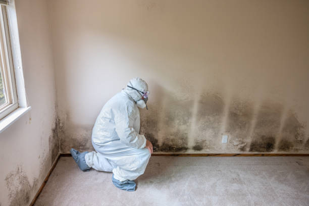 Best Mold Cleaning Services  in Morrisonvle, IL