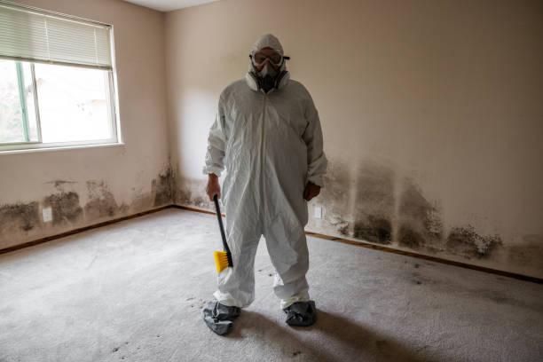Office Mold Removal Services in Morrisonville, IL