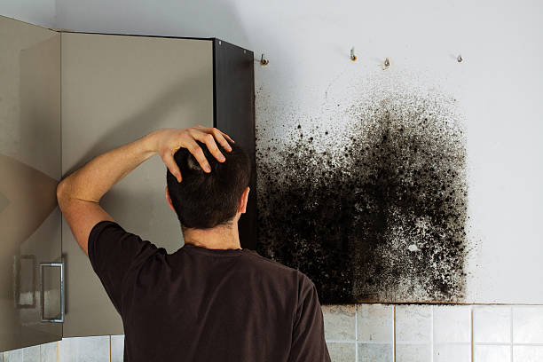 Best Residential Mold Removal  in Morrisonvle, IL
