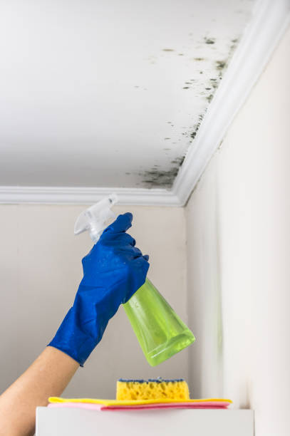 Best Same-Day Mold Removal  in Morrisonvle, IL